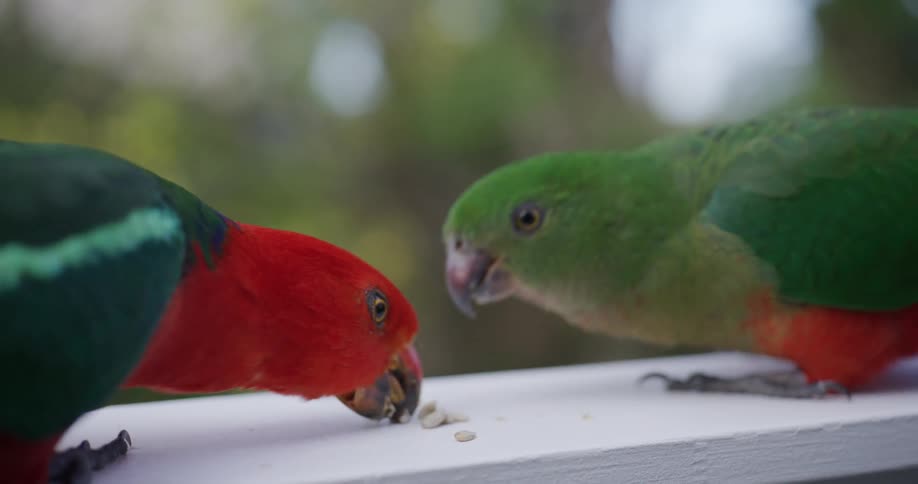 A close-up slow motion shot of a male and female Australian King Parrot eating sunflower seeds