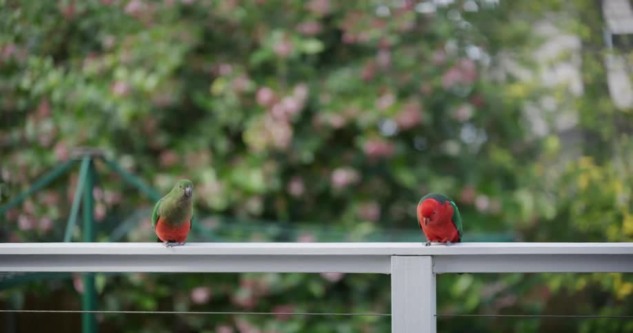 A male and female Australian King Parrot sit on a railing before the male flies away in slow motion
