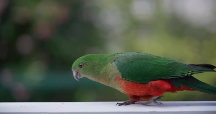 A vibrant green and red Australian King Parrot walks gracefully in slow motion along a white railing before eating