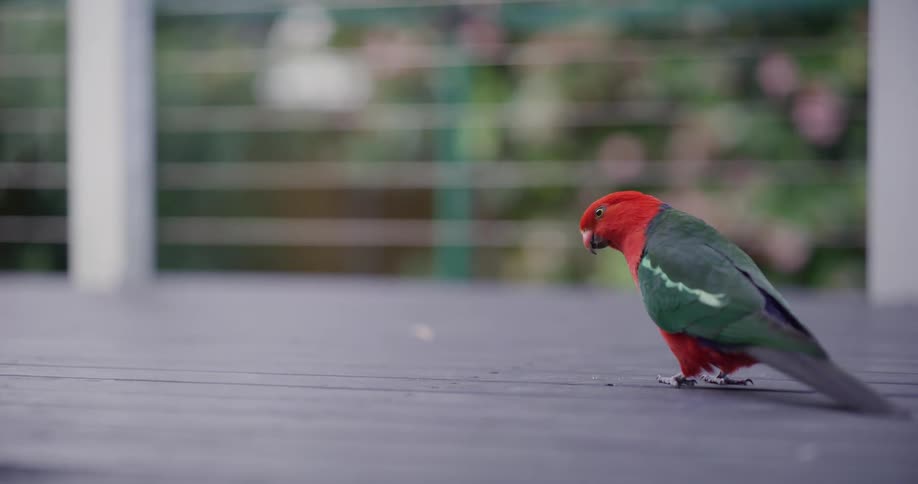 A vibrant red and green Australian King Parrot stands on a wooden deck before slowly walking out of frame