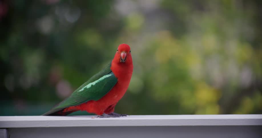 A striking red and green Australian King Parrot perches on a white balcony rail and looks directly into the camera