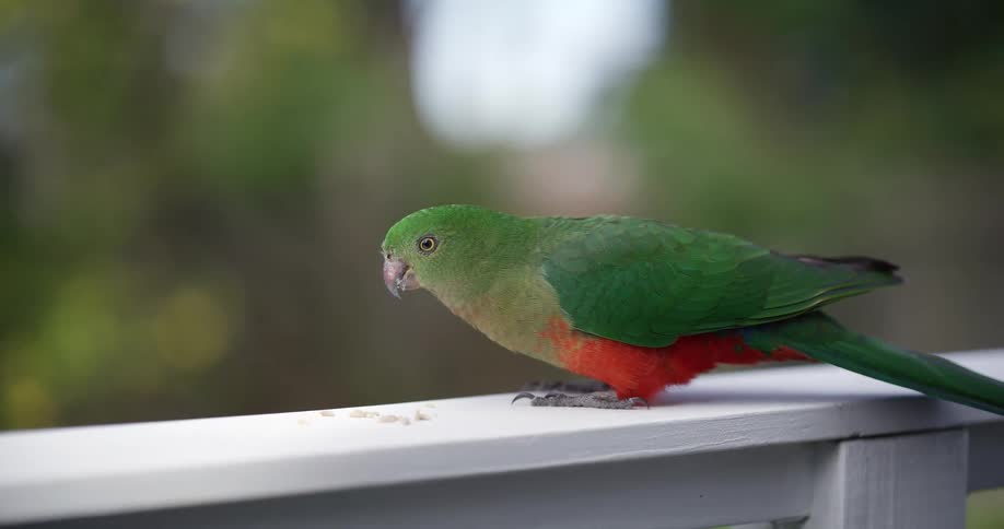 A beautiful female King Parrot carefully eats seeds from a white railing in a stunning slow-motion close-up