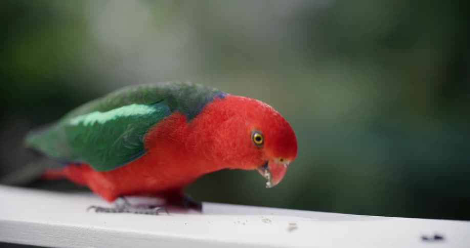 A vibrant red and green male Australian King Parrot eats seeds from a white railing in a slow-motion close-up