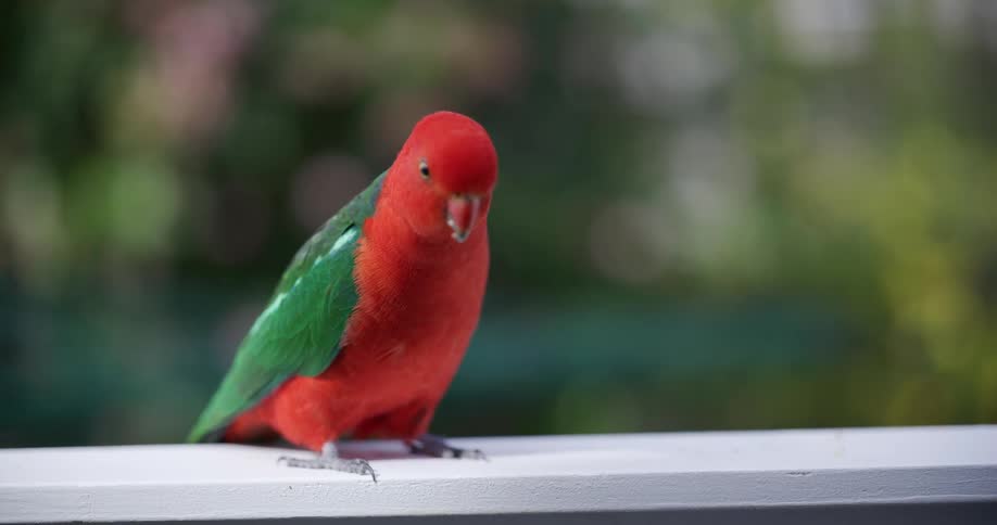 A vibrant red and green Australian King Parrot perches on a white railing in slow motion