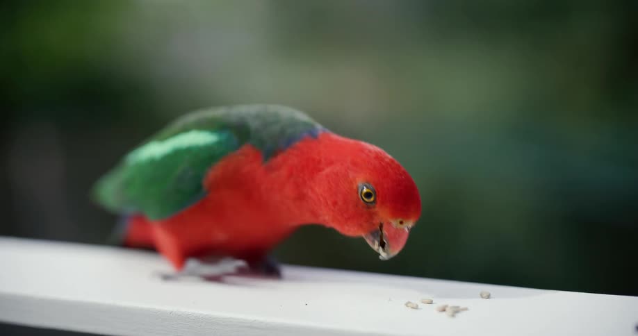 A close-up slow-motion shot of a vibrant red and green Australian King Parrot eating seeds from a white railing