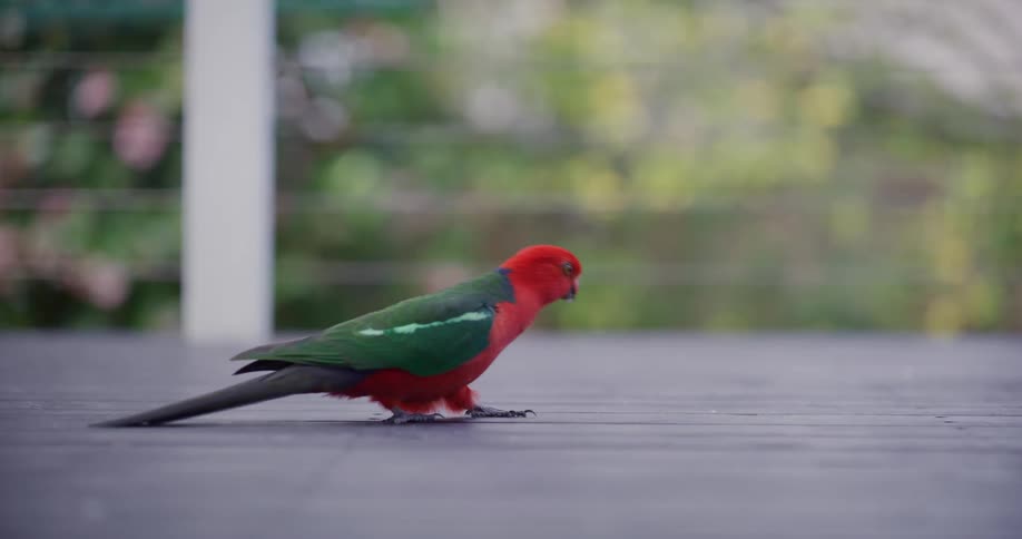 A colorful male Australian King Parrot walks across a wooden deck in slow motion