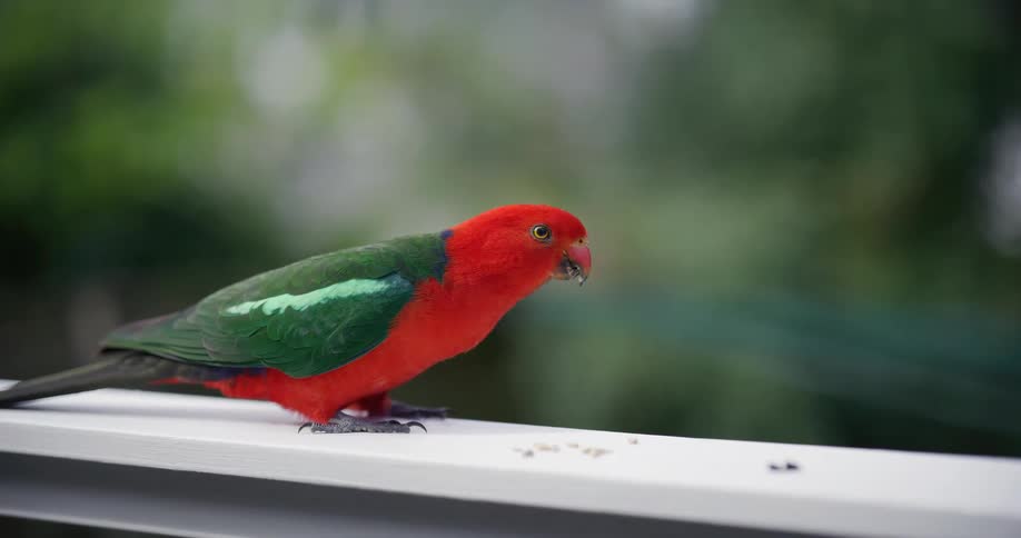 A vibrant red and green Australian King Parrot eats seeds from a white railing in slow motion