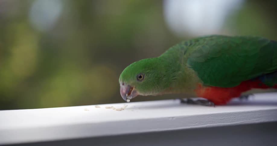 An Australian King Parrot with green and red feathers eats rice in extreme slow motion