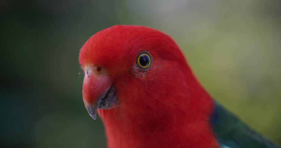 A detailed macro shot captures the vibrant red head and curious eye of a male Australian King Parrot as it observes its surroundings