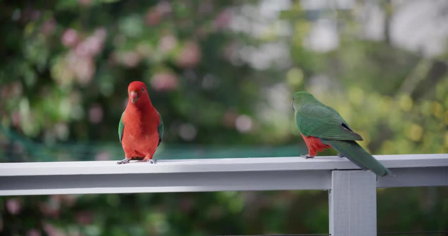 A beautiful pair of Australian King Parrots, a red male and green female, perch together on a white balcony railing in slow motion