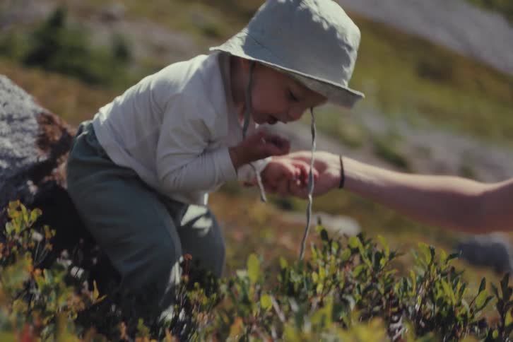 A curious toddler in a sun hat, aided by a gentle hand, delights in picking and tasting fresh berries on a sun-drenched mountainside