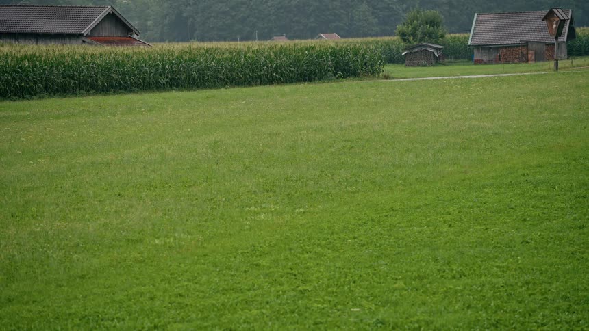 A tranquil, static shot of a lush green farm field with a cornfield and rustic barns in the background on an overcast day