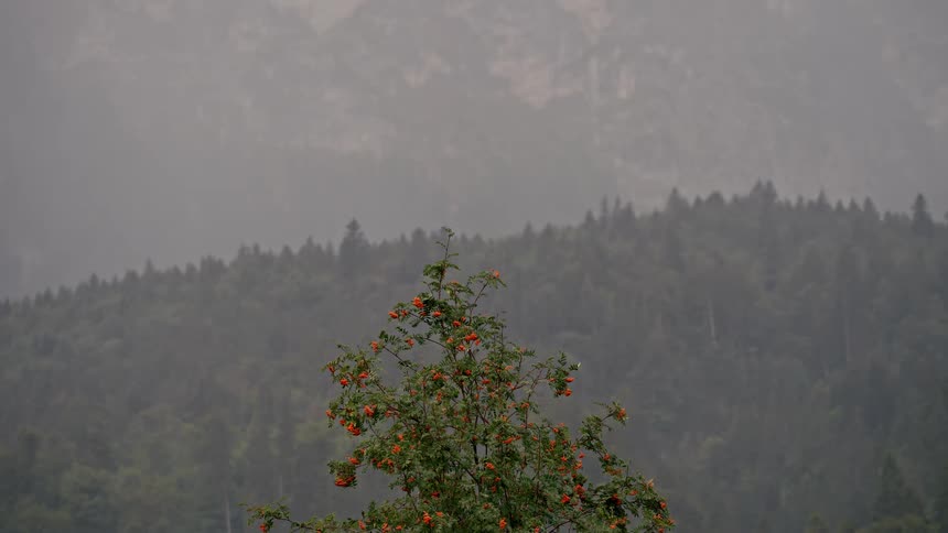 A lone rowan tree with vibrant orange berries stands against a misty, forested mountain landscape during a rain shower