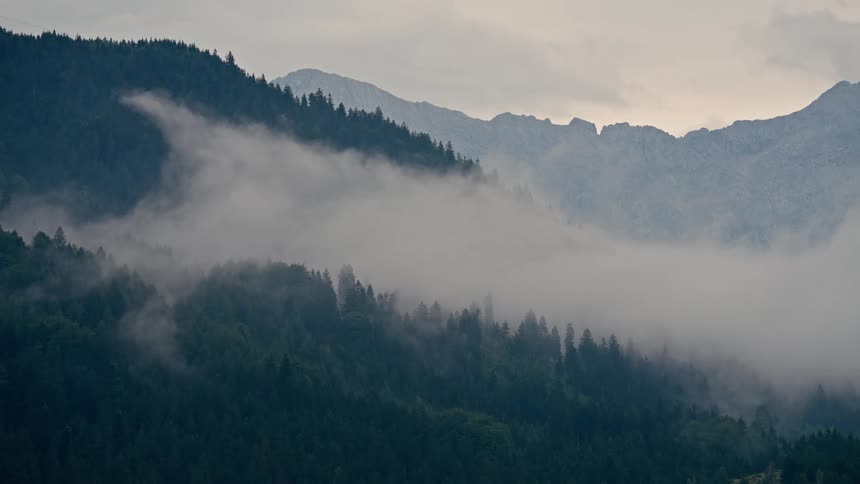A serene, static shot of thick white fog blanketing a lush evergreen forest on a moody mountain range