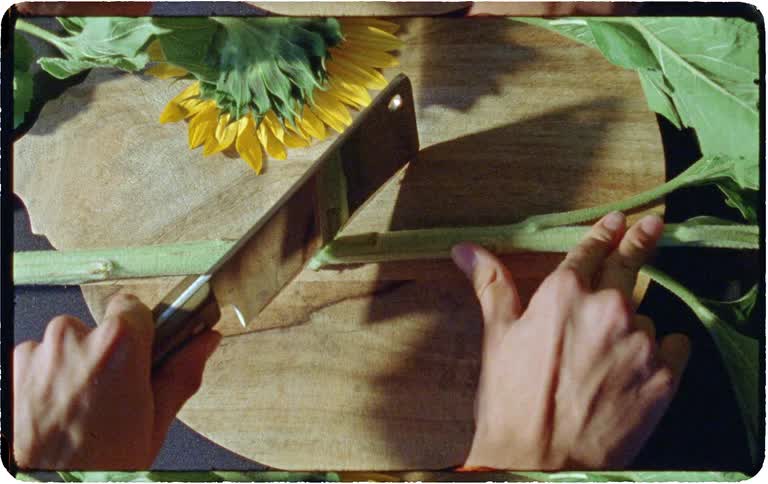 From an overhead perspective, a person's hands use a meat cleaver to chop a sunflower stem on a wooden cutting board