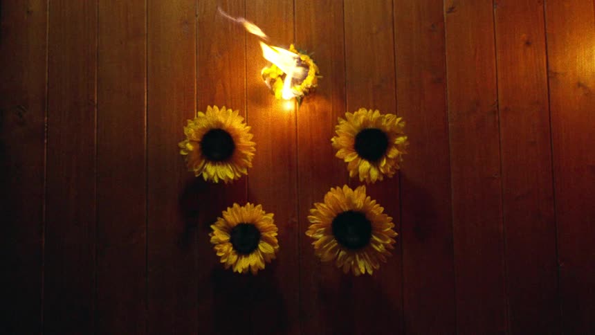A flaming sunflower head held by a rope burns in slow motion above four other flowers on a dark wooden surface