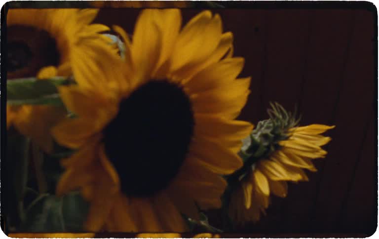A melancholy vintage-style time-lapse shows a bouquet of bright yellow sunflowers slowly wilting in a vase