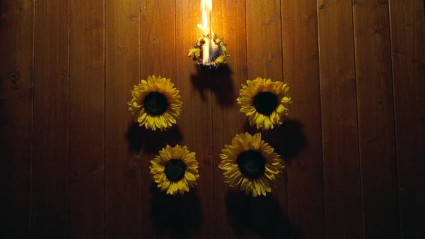 A sunflower burns in slow motion, surrounded by four other sunflowers on a dark wooden floor