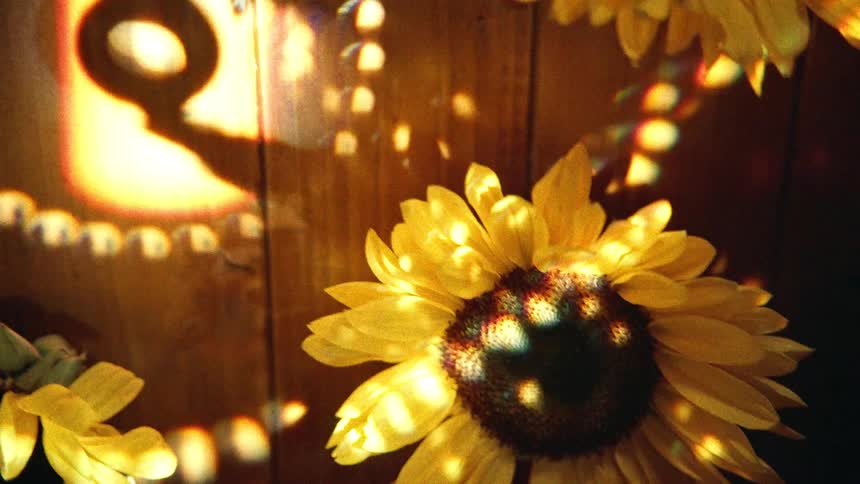 An artistic close-up of a sunflower is bathed in warm, dreamy light as prismatic refractions dance across its petals and the rustic wooden background