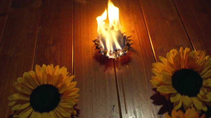 A sunflower head burns in slow motion on a wooden surface, surrounded by other sunflowers
