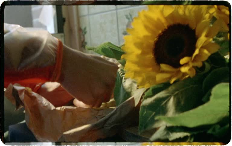 A pair of hands carefully unwraps a bouquet of beautiful sunflowers from brown butcher paper in a sunlit room