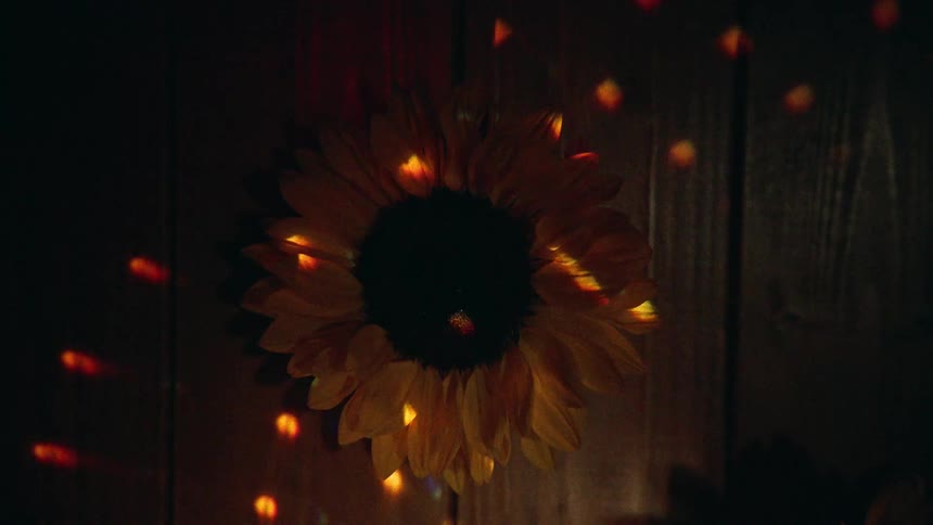 A dreamy, close-up, overhead shot of a sunflower as shimmering, iridescent light patterns dance across its petals in the dark