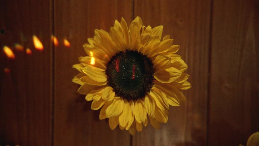 A vibrant yellow sunflower is illuminated by moving, refracted rainbow light against a warm wooden panel background