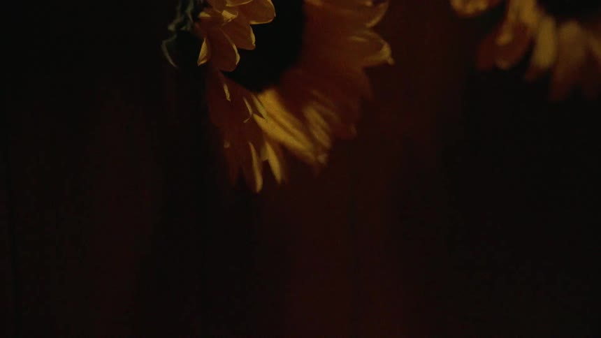 Artistic close-up of a sunflower in a dark setting as rainbow light flares dance across its yellow petals