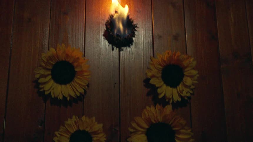 A single sunflower burns on a dark wooden wall surrounded by other sunflowers before falling out of frame