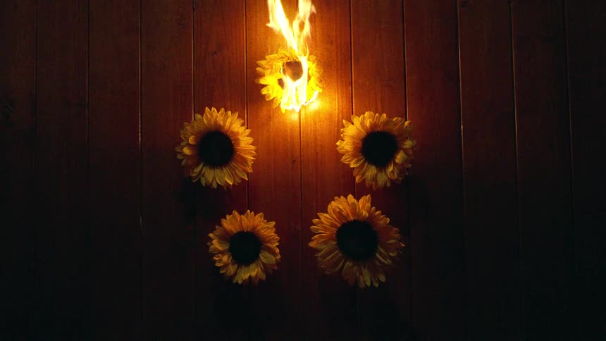 A hand uses a torch to ignite one of five sunflowers arranged on a dark wooden floor in slow motion