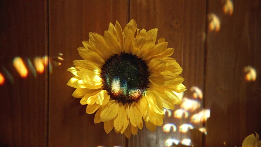 Dreamy, prismatic light dances across a vibrant sunflower against a rustic wooden background