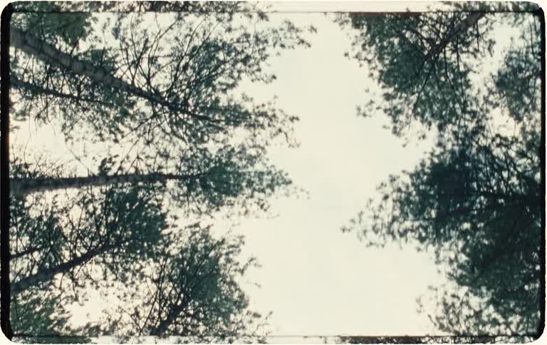 A nostalgic, low-angle view looking up at tall pine trees as they slowly drift by against an overcast sky, captured on vintage film