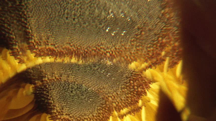 A psychedelic and kaleidoscopic close-up of a sunflower reveals its intricate patterns and vibrant yellow petals