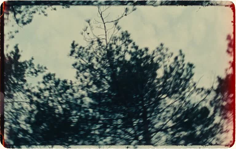 Vintage footage from a low-angle perspective shows dizzying tree canopies before the camera falls to the dark forest floor