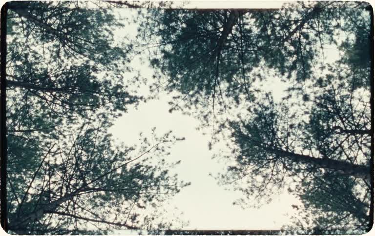 A vintage, low-angle shot looking up through a canopy of tall pine trees as they sway gently in the wind against a bright sky