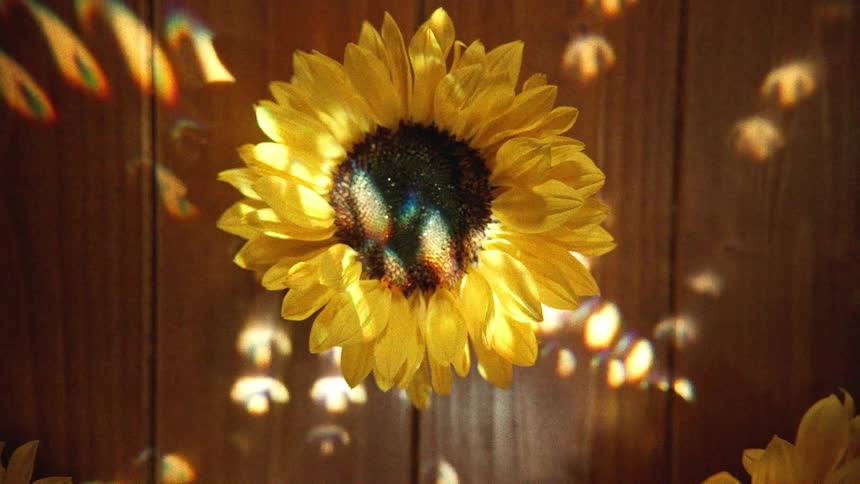 An artistic overhead shot of a single sunflower on a wood surface as mesmerizing light patterns and rainbow refractions dance across its petals