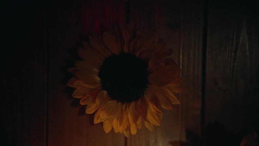 A top-down shot of a sunflower on a wooden surface as colorful prismatic light patterns dance across its petals