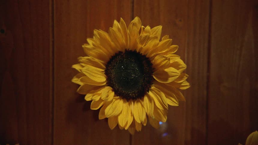 Dreamy prism light patterns and colorful caustics dance across a yellow sunflower against a dark wooden background