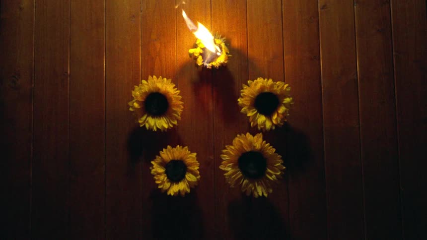 A sunflower burns in slow motion, surrounded by four other sunflowers arranged on a dark wooden floor