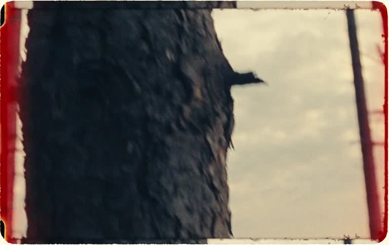 Vintage film captures a woman's hand caressing a tree trunk before she walks away into a desolate landscape at sunset