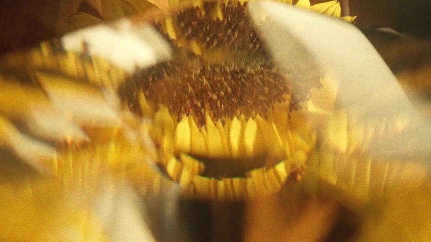 A surreal, kaleidoscopic macro shot explores the abstract patterns and textures of a vibrant yellow sunflower