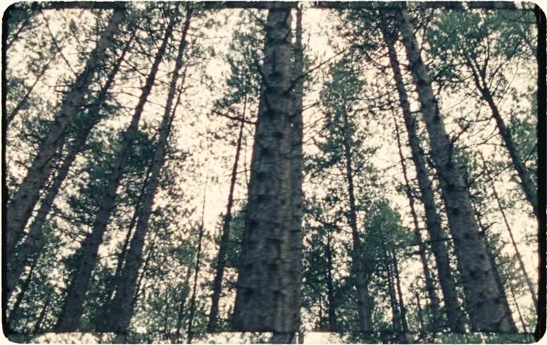 Vintage-style footage pans across a dark forest floor before tilting up to the tall pine trees against the sky