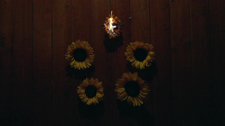 A top-down, seamless loop of a single sunflower burning in slow motion above three others on a dark wooden background