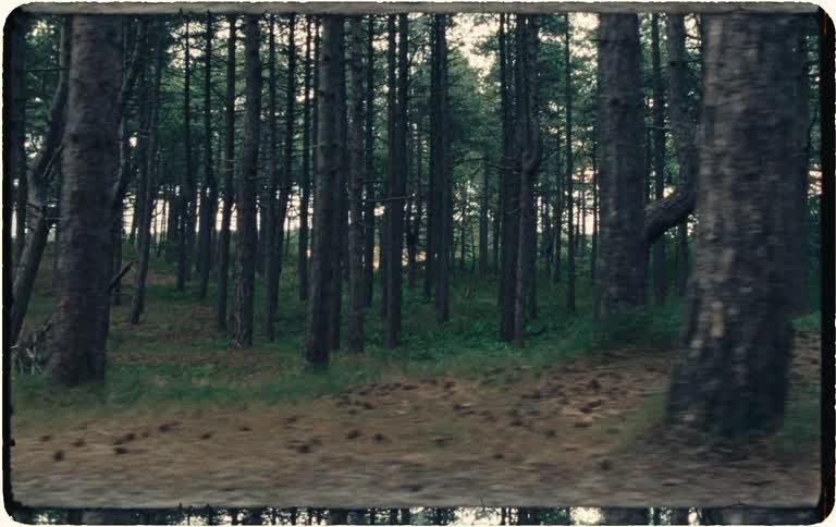 A vintage-style tracking shot moves through a mysterious and gnarled pine forest, eventually tilting up to the canopy