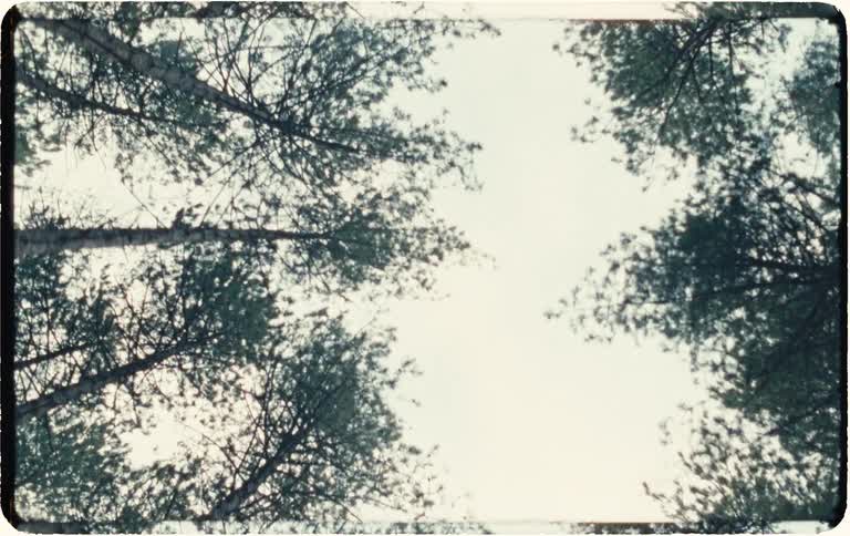 Vintage Super 8 footage of a moving low-angle view of the treetops against a bright sky