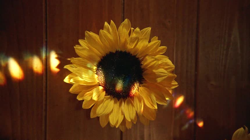An artistic top-down view of a vibrant yellow sunflower on a wooden surface, illuminated by dancing, colorful light flares and prism refractions