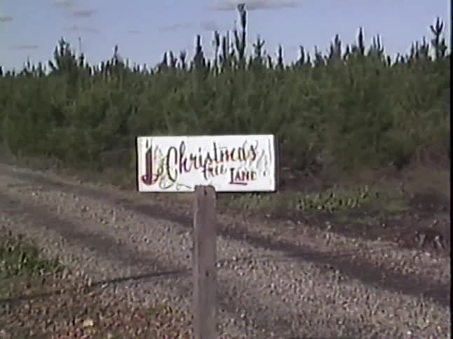A slow zoom on a charming, hand-painted 'Christmas tree LANE' sign at the entrance to a rural Christmas tree farm