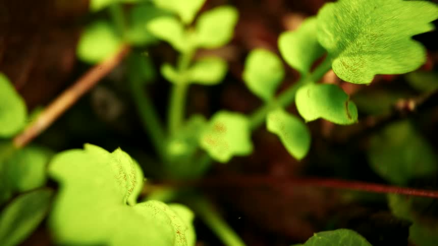 A macro shot shows vibrant green leaves as the light gradually dims and fades to black