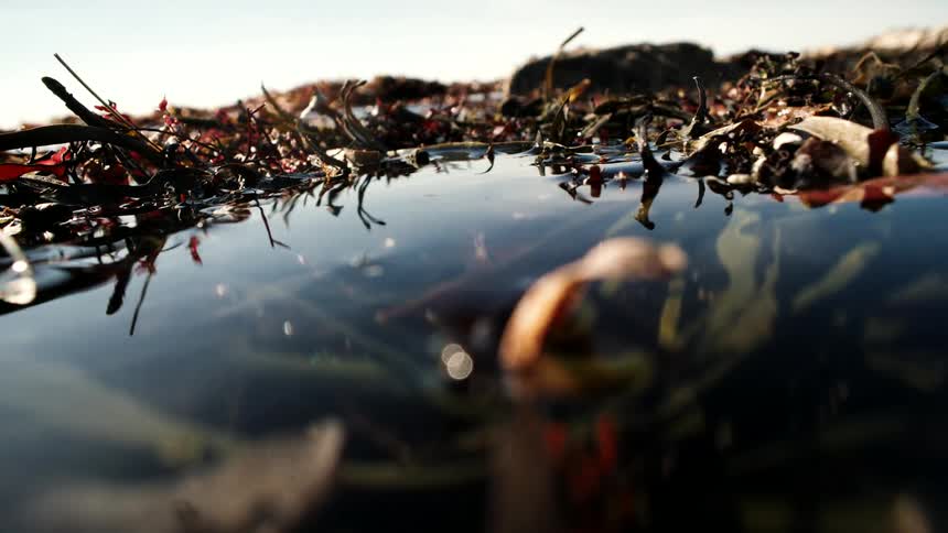 Macro view of a sunlit tide pool with colorful seaweed, dipping below the calm water's surface