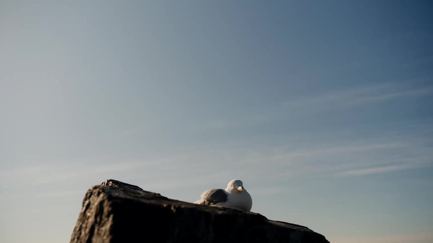 A lone seagull rests peacefully on a dark rock against a vast, clear blue sky